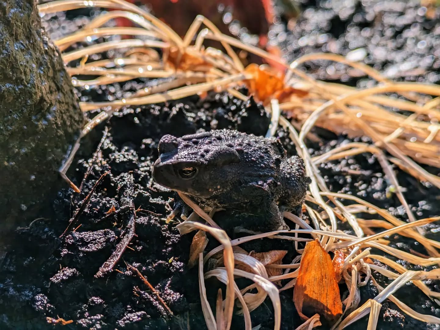 Brown toad camouflaged among dark soil, sticks and dried grass.